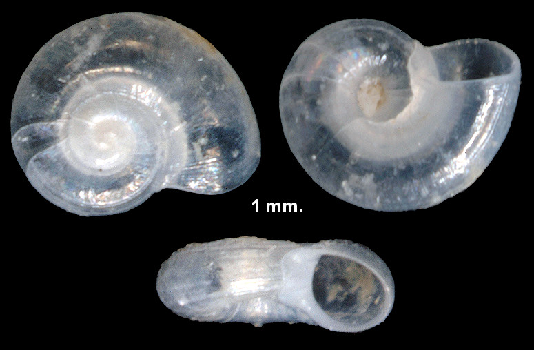 Cyclostremiscus diminutus Rubio, Roln and Pelorce, 2011