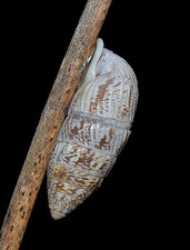 Cerion tridentatum costellatum Pilsbry, 1946