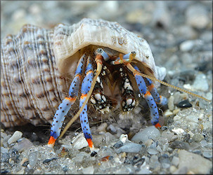 Cerithium atratum (Born, 1778) Dark Cerith] With Blueleg Hermit Crab [Clibanarius tricolor (Gibbes, 1850)]