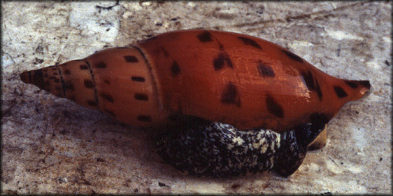 Scaphella dubia form kieneri Clench, 1946 Living Specimen