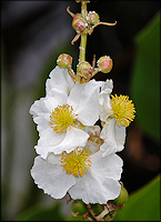 Bulltongue Arrowhead [Sagittaria lancifolia]