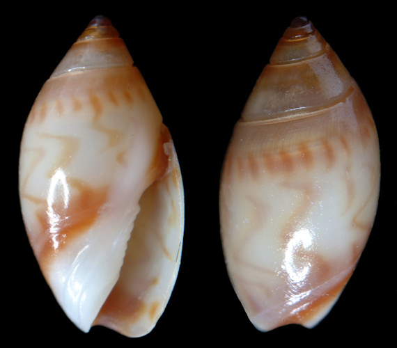 Olivella verreauxi (Duclos, 1857)