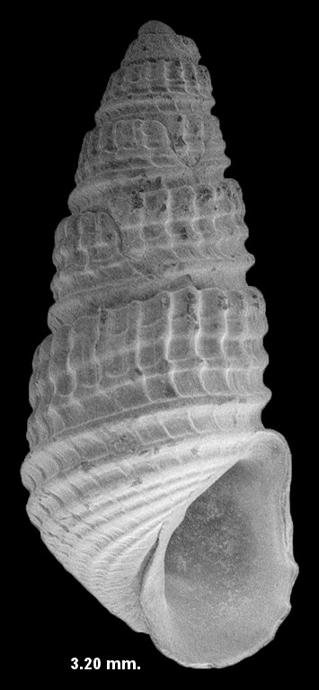 Chrysallida dux (Dall and Bartsch, 1906) Fossil