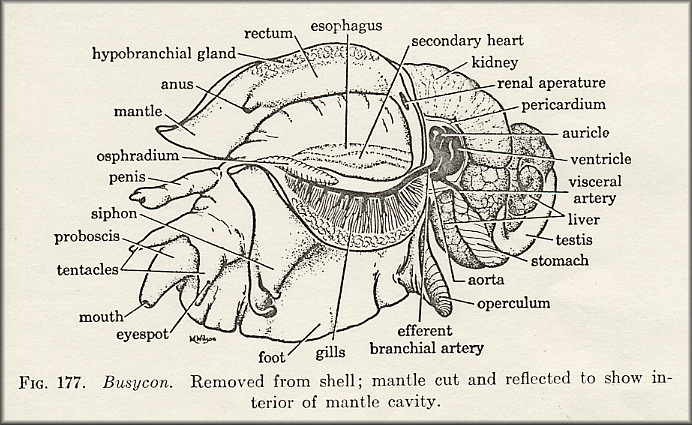 Busycotypus canaliculatus (Linnaeus, 1758) Internal Anatomy