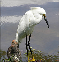 Snowy Egret [Egreta thula]