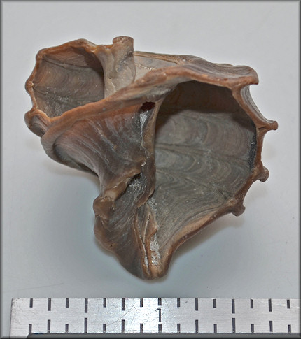 Ecphora quadricostata (Say, 1824) "Four-ridged Ecphora" Fossil