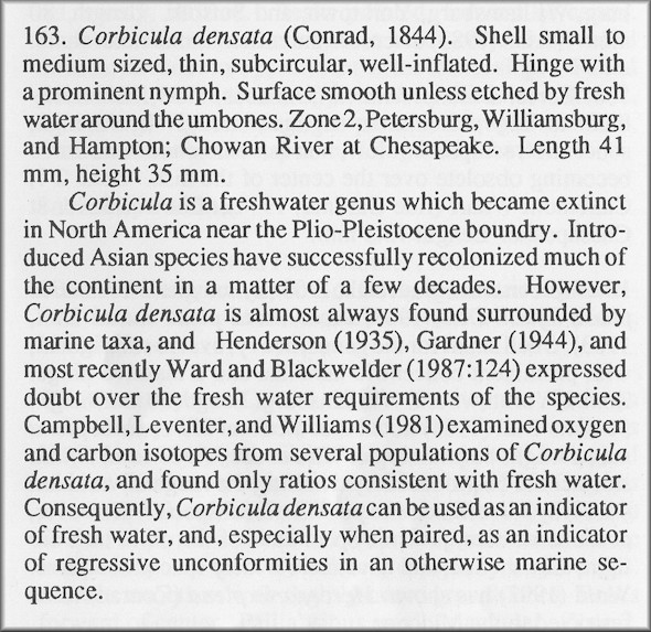 Corbicula densata (Conrad, 1844) Fossil