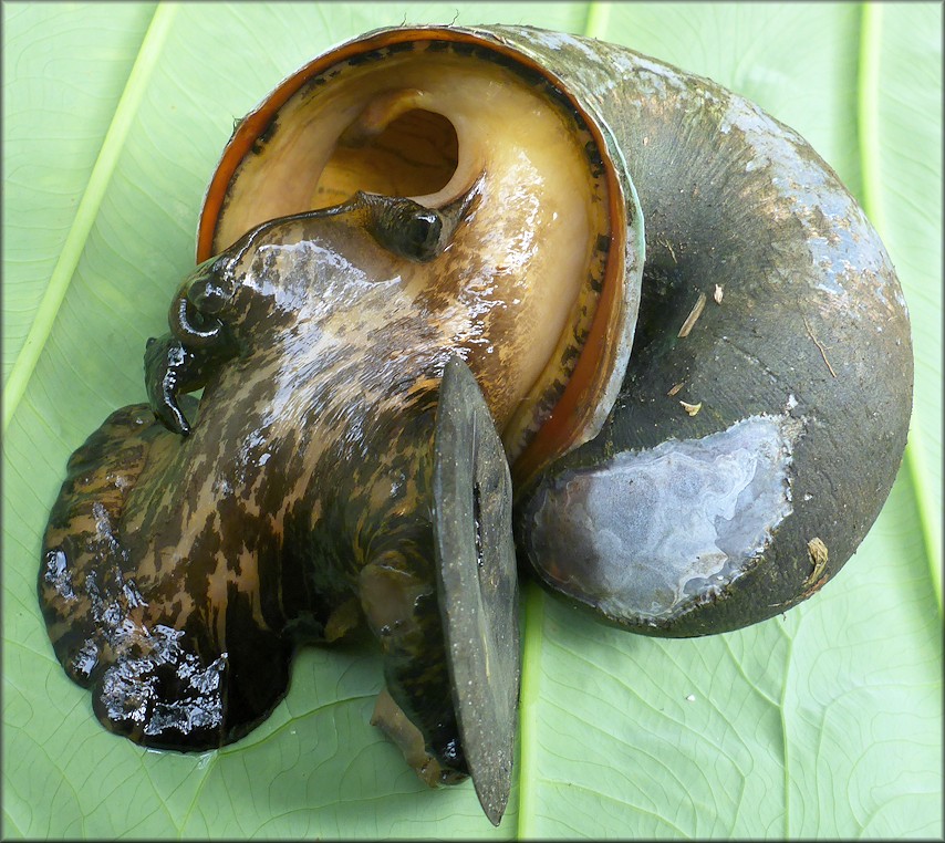 A ca. 80 mm. specimen retrieved from the retention pond