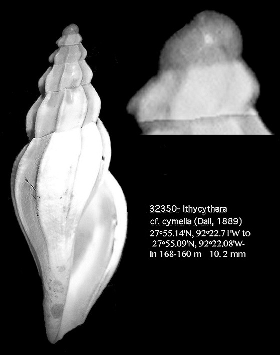 Ithycythara cf. cymella (Dall, 1889)