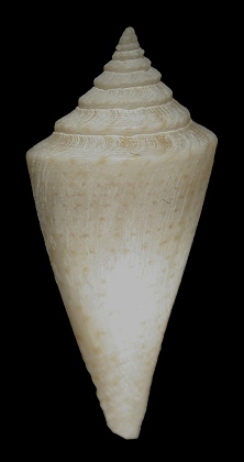 Conus delesserti Rcluz, 1843