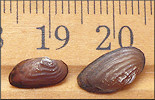 Uniomerus carolinianus (Bosc, 1801) Florida Pondhorn Juvenile (on the right)