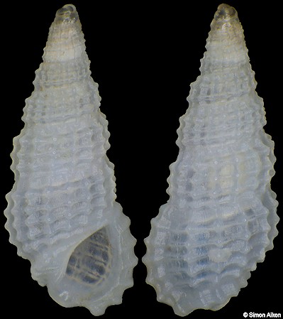 Phosinella emina (Laseron, 1956)