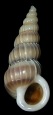 Gyroscala rupicola (Kurtz, 1860) Brown-band Wentletrap