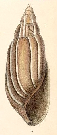 Euglandina species (probably undescribed)