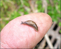 Deroceras laeve (Mller, 1774) Meadow Slug Juvenile