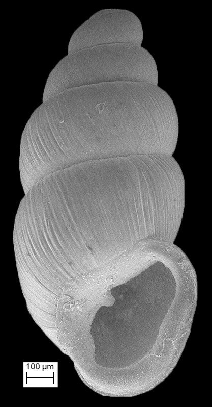 Carychium exiguum (Say, 1822) Obese Thorn