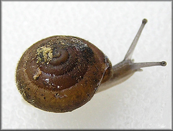  Stenotrema hirsutum (Say, 1817) Hairy Slitmouth
