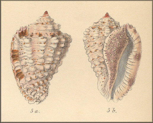 Morum exquisitum (A. Adams and Reeve, 1848) Type Figure