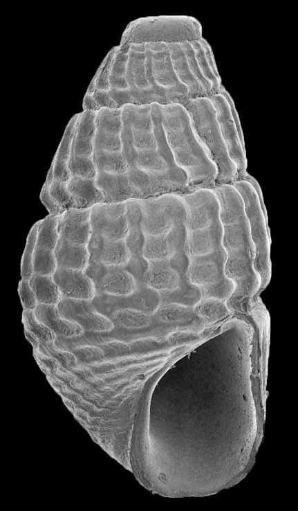 Fargoa dianthophila (H. W. Wells and M. J. Wells, 1961) Serpulid Odostome