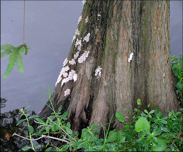 Pomacea Egg Clusters Deposited On Lakeside Tree