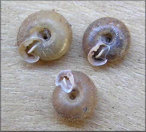 Lobosculum pustuloides (Bland, 1858) Tiny Liptooth