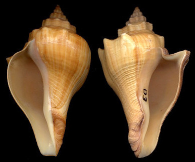 Volegalea cochlidium (Linnaeus, 1758)