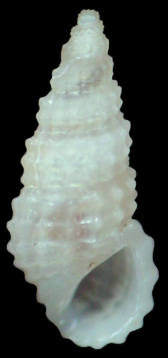Phosinella fenestrata (Schwartz, 1860)