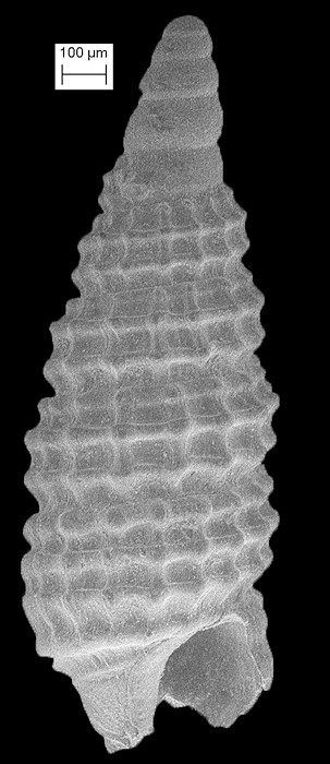 Cerithiopsis maisana Olsson and Harbison, 1953 Fossil