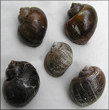 Pomacea canaliculata dead collected (largest specimen is 68 mm.)
