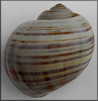 Pomacea flagellata flagellata (Say, 1827)