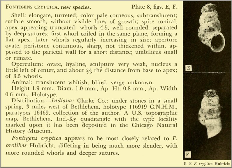 Fontigens cryptica Hubricht, 1963 Hidden Springsnail