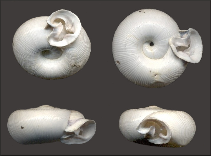 Fossil Daedalochila Species
