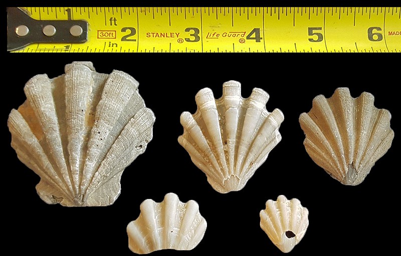 Carolinapecten / Chesapecten species Fossil (extinct)