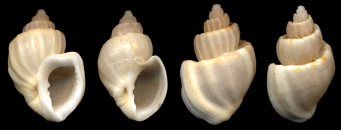 Scalptia foveolata (G. B. Sowerby II, 1849)