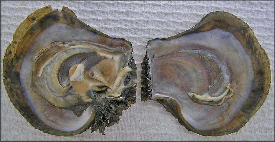 Isognomon alatus (Gmelin, 1791) Flat Tree-oyster