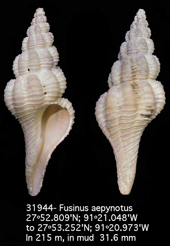 Fusinus aepynotus (Dall, 1889)
