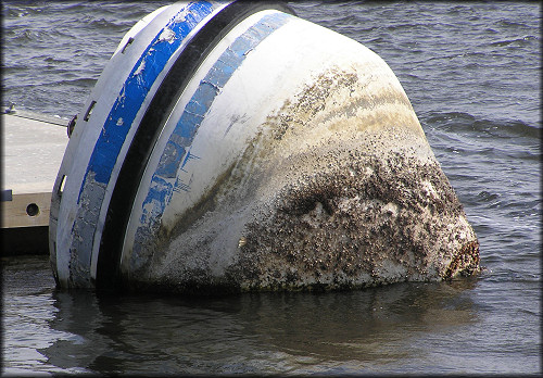 St. Marys River buoy