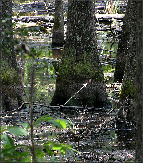 Pomacea egg clutch in the swamp