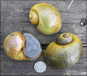 Fresh collected snails from aquatic center lake