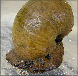 Aquatic center snail showing animal coloration