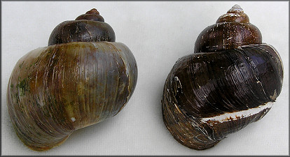 Pomacea canaliculata dead collected (largest is 51 mm.) 9/13/2007