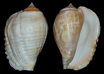 Lobatus galeatus (Swainson, 1823)