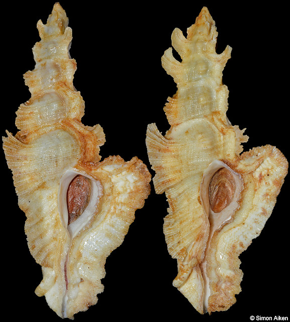 Pterynotus elongatus (Lightfoot, 1786)