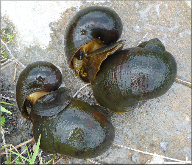 Mating pairs of Pomacea maculata from the drainage system