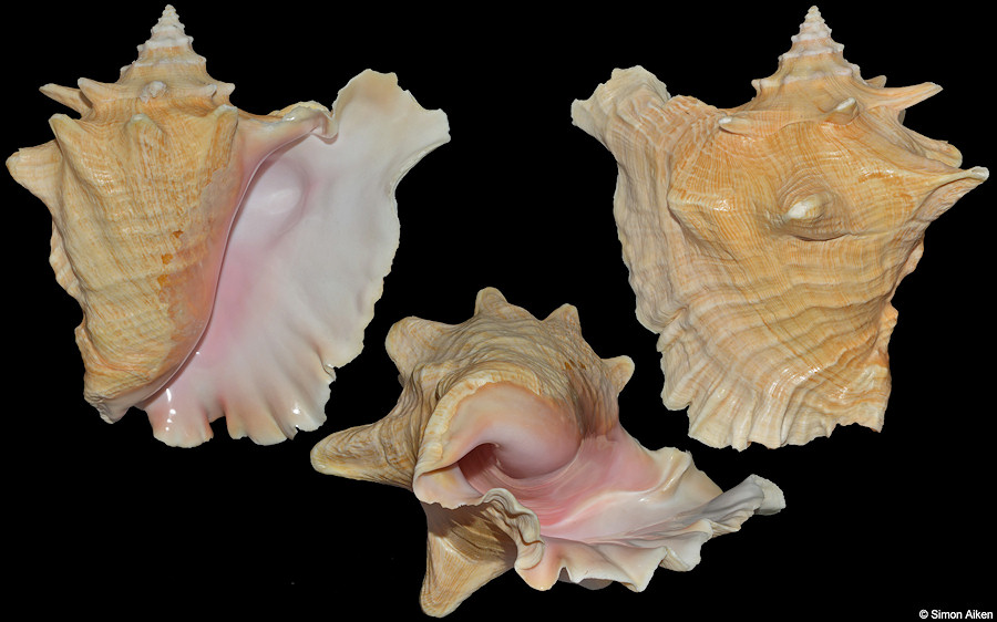 Lobatus gigas (Linnaeus, 1758) Queen Conch