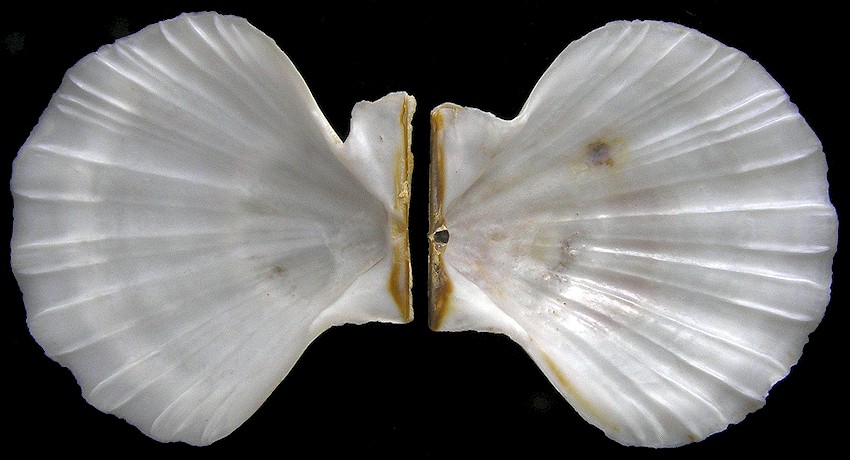 Flexopecten glaber (Linnaeus, 1758)