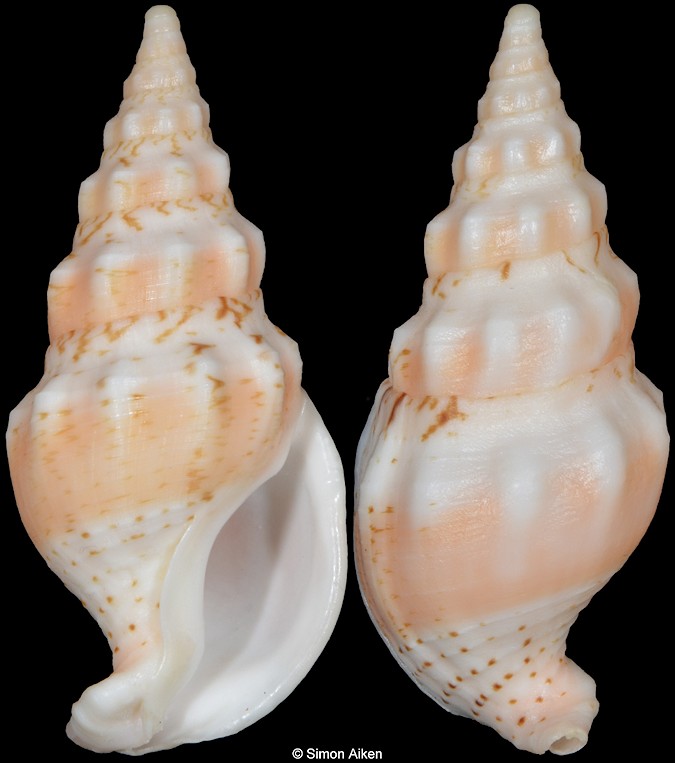 Godfreyena luculenta (H. Adams and A. Adams, 1864)