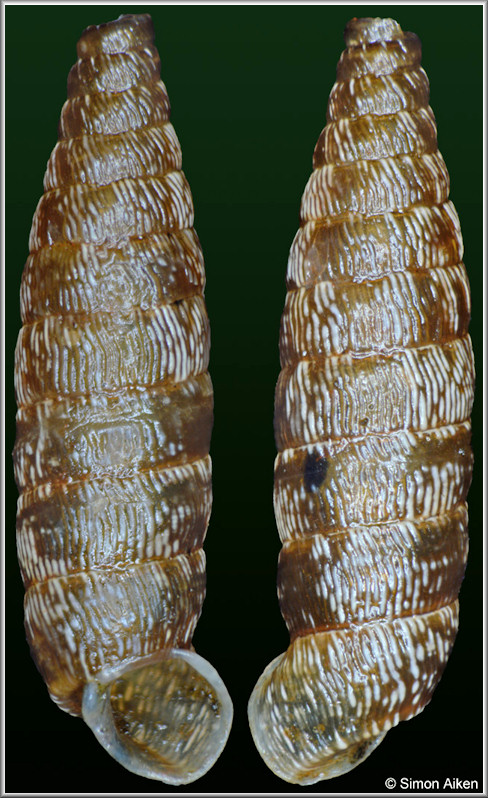 Macroceramus gossei (L. Pfeiffer, 1845)