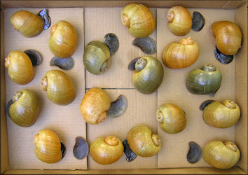 Selection of Pomacea maculata from the aquatic center lake (6/29/2006)