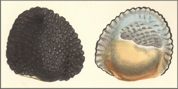 Neritina granosa G. B. Sowerby I, 1825